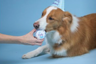 KAZOO Barney's Barkery - Dog Birthday Cake Round