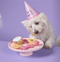 KAZOO Barney's Barkery - Dog Birthday Cake Round