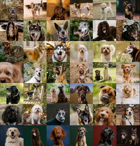 Early Bird Special | The World of Woofers : 21 Years and Counting β Limited Edition