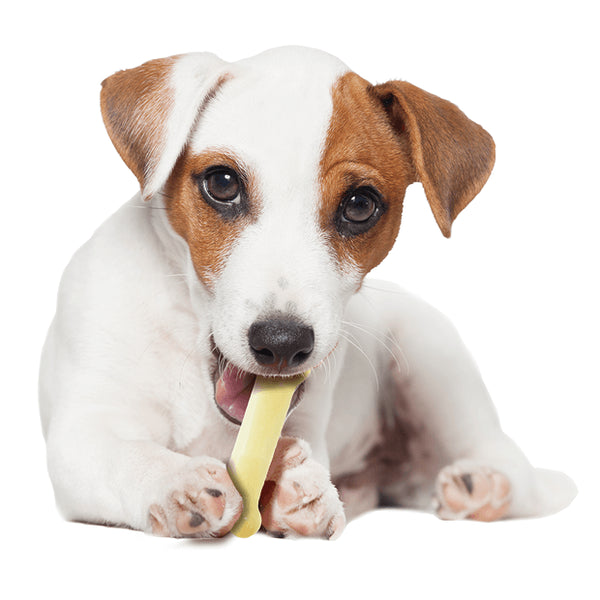 NYLABONE Original Bone