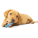 NYLABONE Puppy Teething & Soothing Chew Chicken
