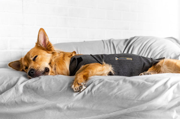 THUNDERSHIRT for Dogs