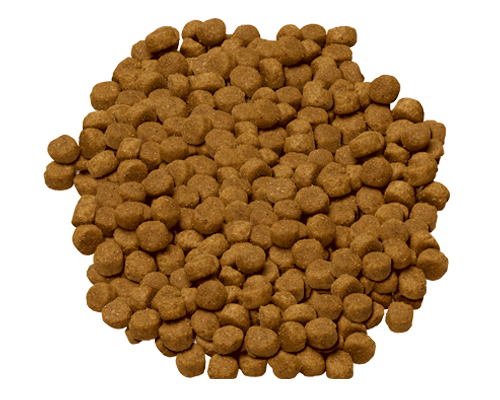 HILLS (HSD) Canine Advanced Fitness