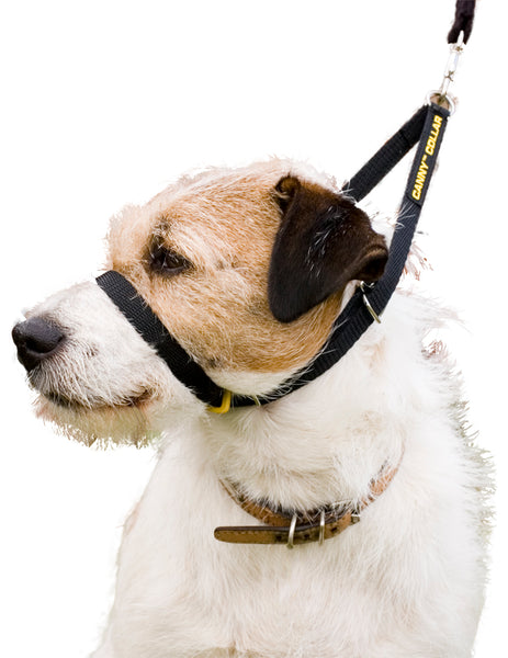 CANNY COMPANY Canny Collar