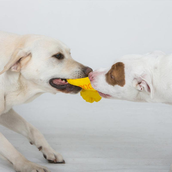 AUSSIE DOG Eightathong