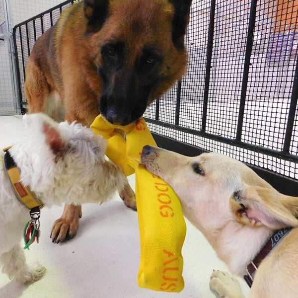 AUSSIE DOG Eightathong