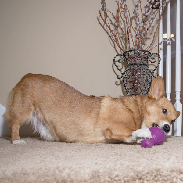 BUSY BUDDY Squeak 'n Treat Booya