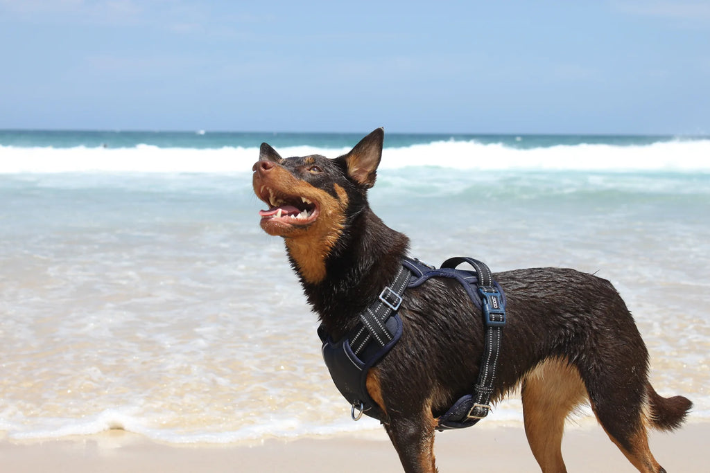 DOOG Neotech Harness - Black