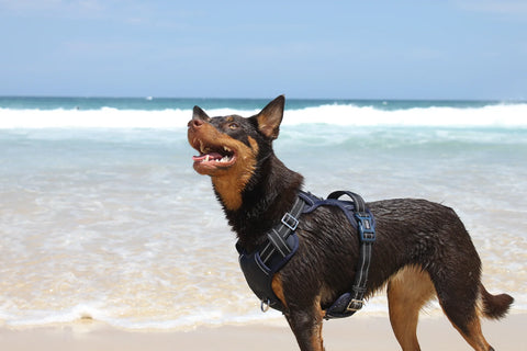 DOOG Neotech Harness - Black