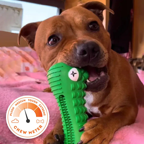 HAPPY STAFFY CO Crocodile Dental Chew