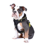 DOOG Neotech Harness - Black