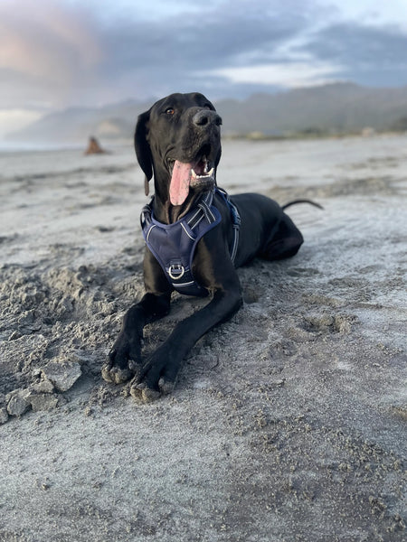 DOOG Neotech Harness - Black