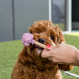 KAZOO Barney's Barkery - Dog Cake Pop