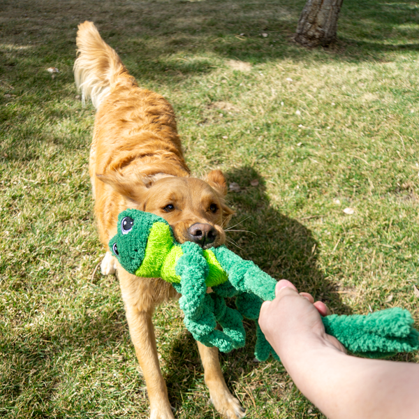 KONG knots frog
