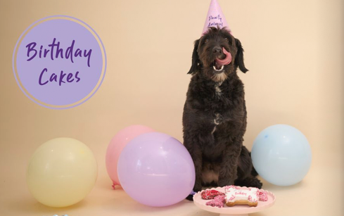 KAZOO Barney's Barkery - Dog Birthday Bone Cake