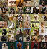 Early Bird Special | The World of Woofers : 21 Years and Counting – Limited Edition
