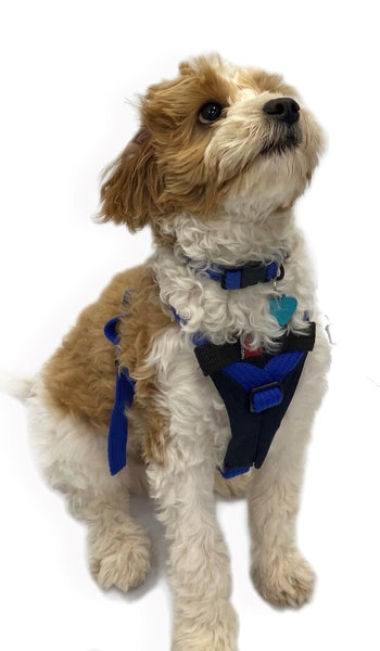 BLACKDOG WEAR Y-Front Harness