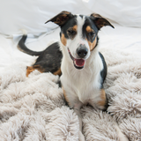SUPERIOR Calming Pet Blanket Water Resistant