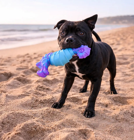 HAPPY STAFFY CO Seahorse Splash