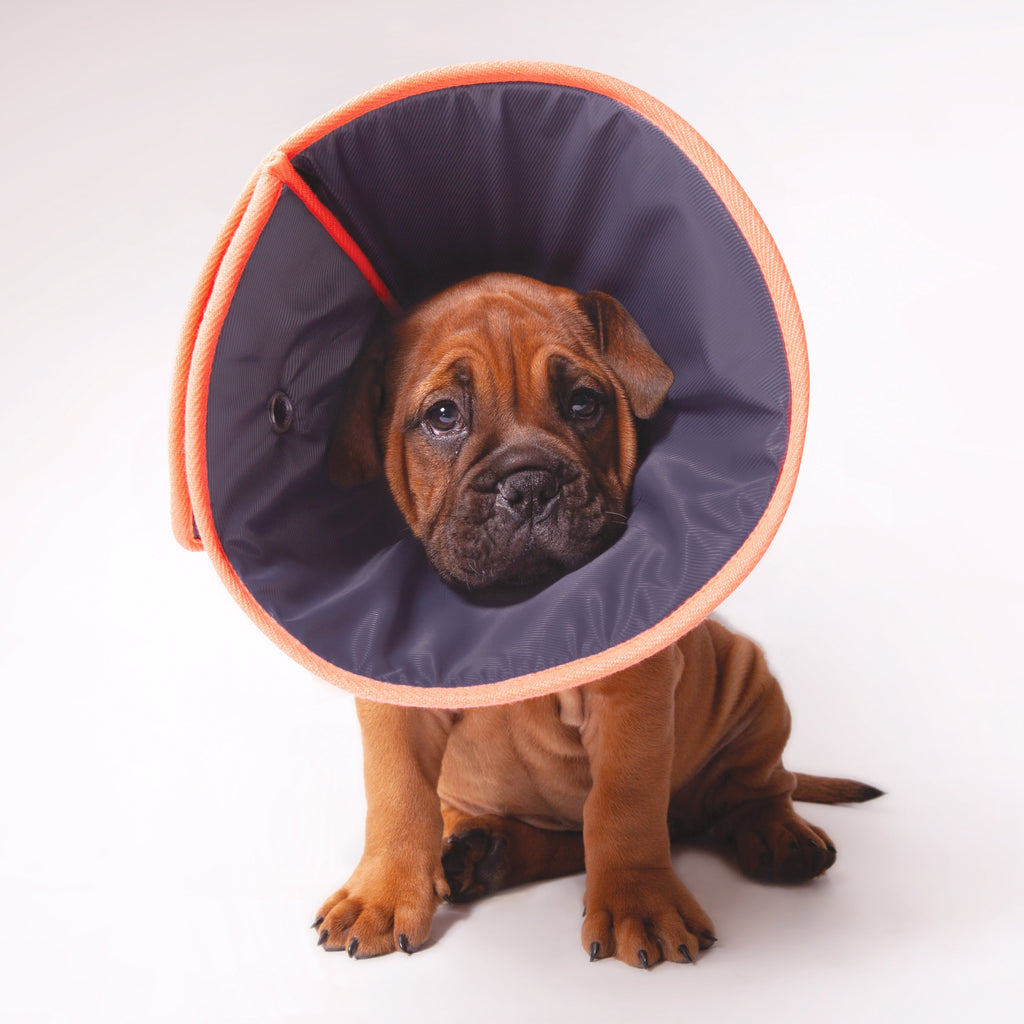 KAZOO Comfy Recovery Collar
