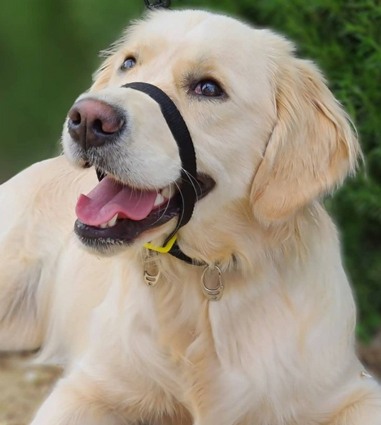 Canny sales collar australia