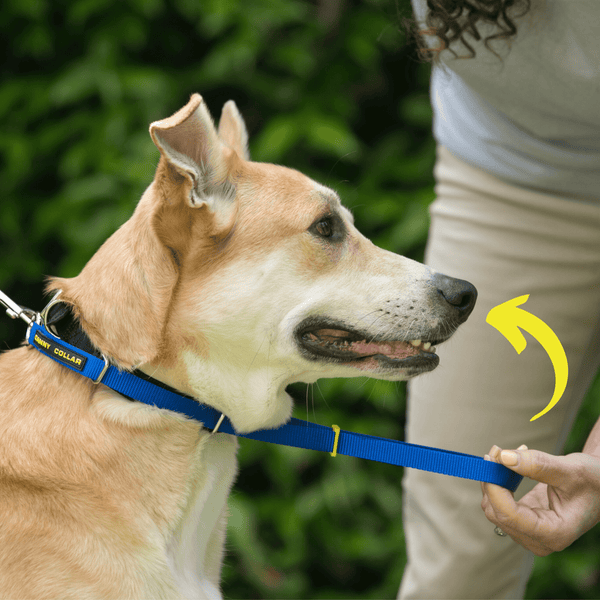 Canny sales dog collar