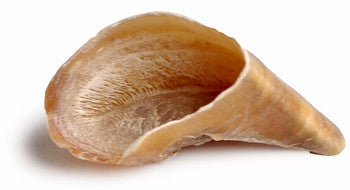 BLACKDOG Cow Hoof